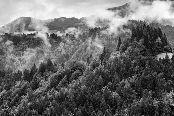 Floresta de montanha dramática preta e branca em névoa — Fotografia de Stock