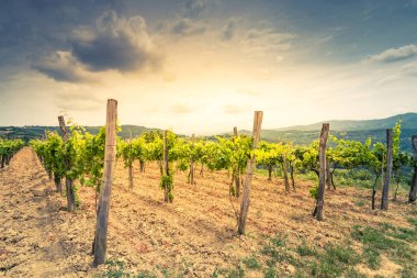 Güneş ışınları ile hill üst üzüm bağları