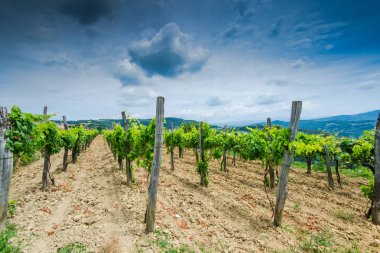 Geleneksel coutryside üzüm bağları Hırvatistan