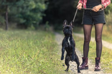 Fransız Bulldog köpek yavrusu önde tutan dövme ile Feamle