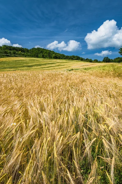 Luie zomerdag op tarwe velden — Stockfoto