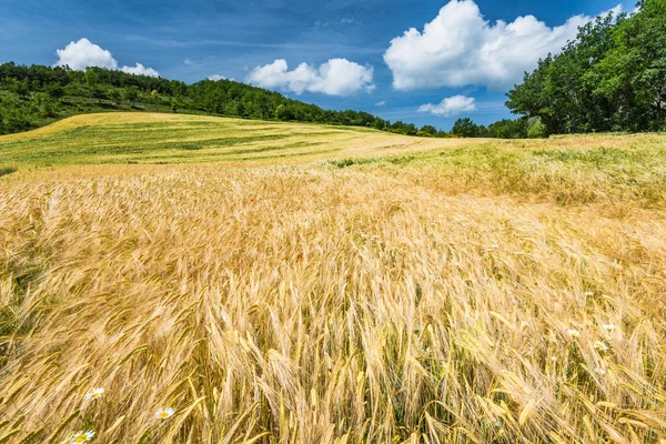 Día de verano perezoso en los campos de trigo — Foto de Stock