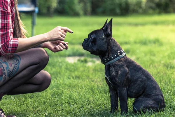 Joven mujer enseñando francés Bulldog obiedence —  Fotos de Stock