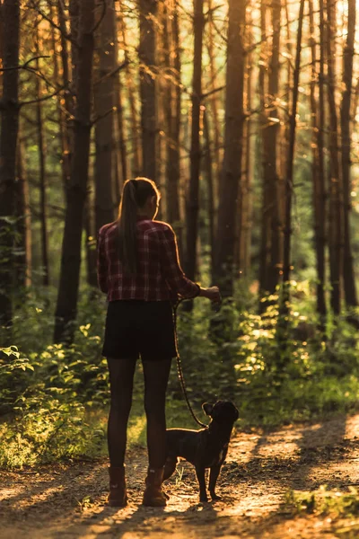 Νεαρή γυναίκα γαλλικό μπουλντόγκ το περπάτημα στο δάσος στο ηλιοβασίλεμα — Φωτογραφία Αρχείου