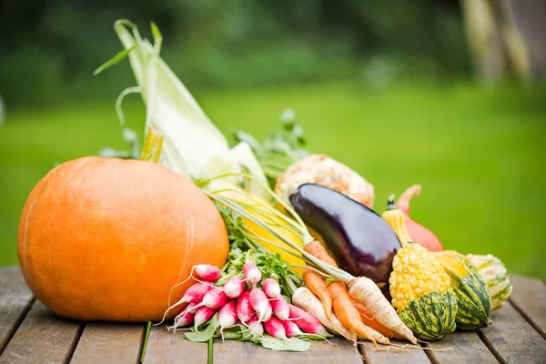 Świeżo zebranych warzyw na stół ogrodowy — Zdjęcie stockowe