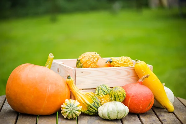 Taze sebze Bahçe masada aldı