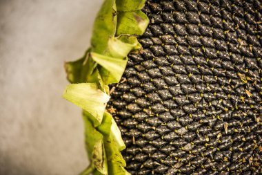 Ayçiçeği kafa yakın bakış