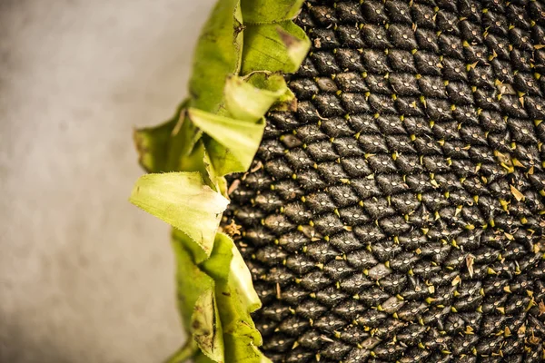 Ayçiçeği kafa yakın bakış