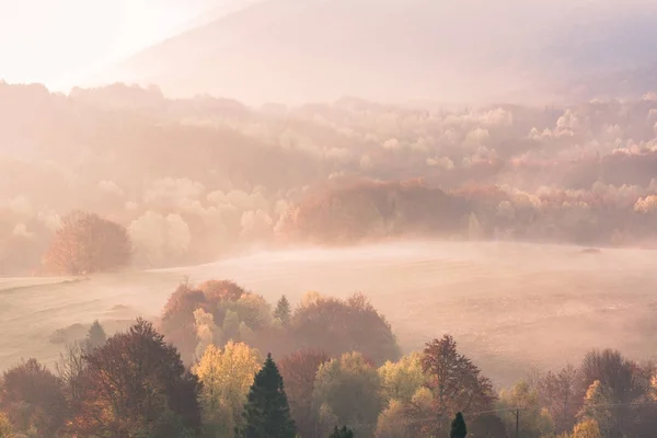 Colorful autumnal trees foliage — Stock Photo, Image