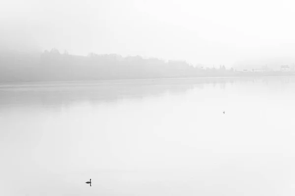 Einsame Ente über ruhigen See im Nebel, bildende Kunst s & w — Stockfoto