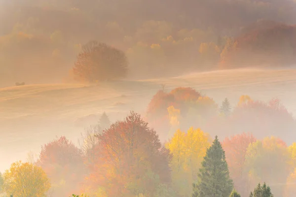 Feuillage automnal coloré d'arbres — Photo