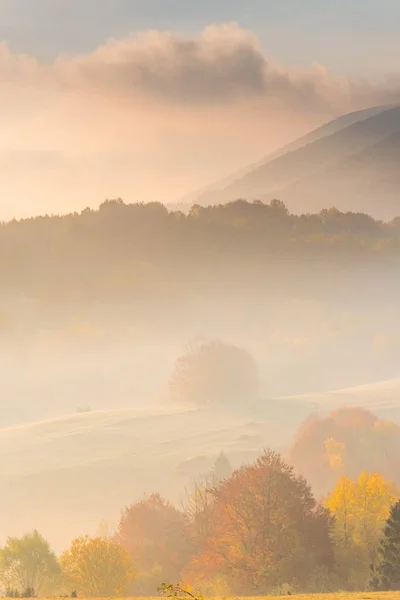 Colorful autumnal trees foliage — Stock Photo, Image