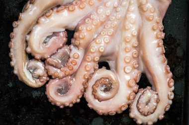Ahtapot tentacles closeup ayrıntı görünümü
