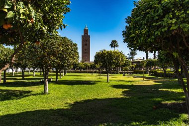 Portakal ağaçları Koutoubia cami Gardens, Marrakesh, Morocco