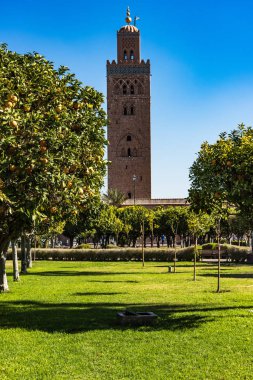 Portakal ağaçları Koutoubia cami Gardens, Marrakesh, Morocco