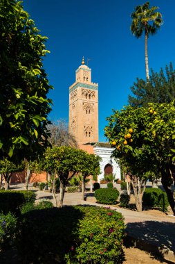 Koutoubia cami Gardens, Fas portakal ağacı.