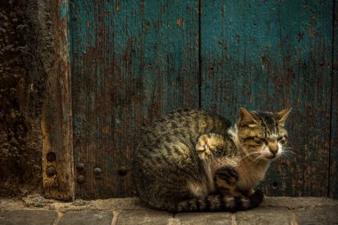 Fas eski ahşap kapı yanında oturan kedi