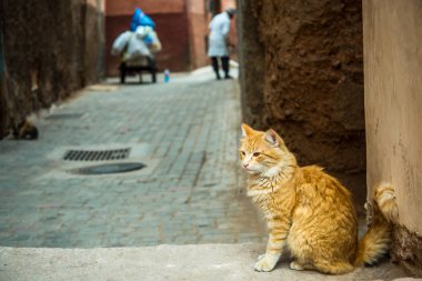 Fas sokak arkada oturan zencefil kedi