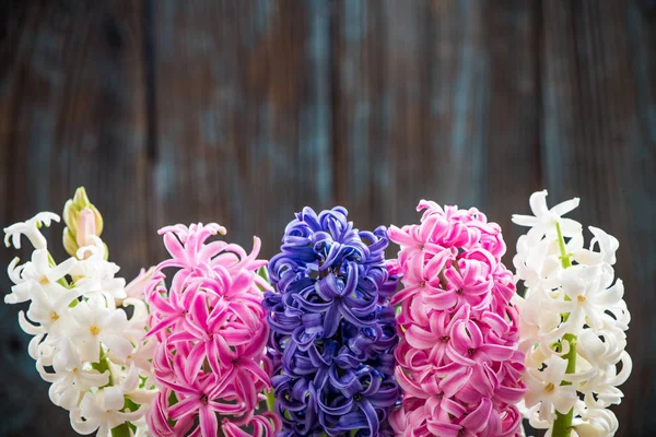 Hyacinth huvuden blommande, gränsen bakgrunden — Stockfoto