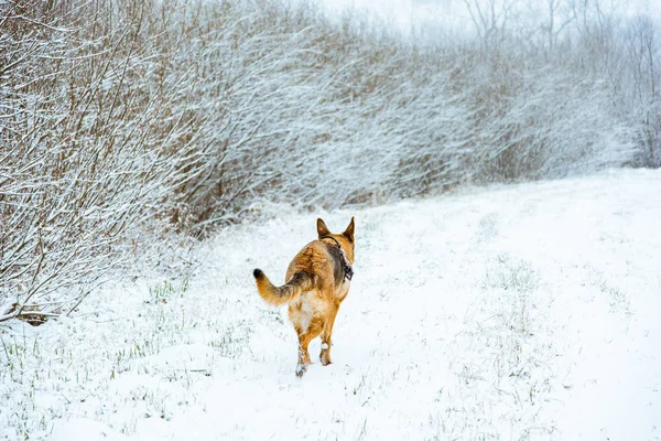 Lazer cão andando ao ar livre na neve — Fotografia de Stock