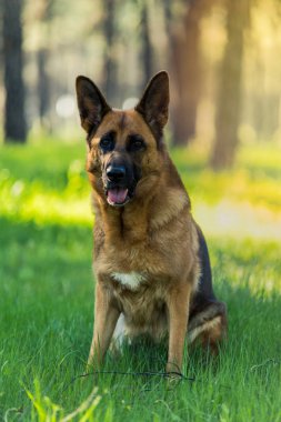Ormanda oturan Alman çoban köpek