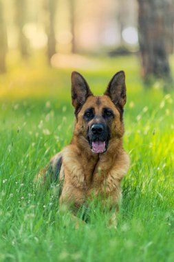 Çim döşeme saf Alman çoban köpeği