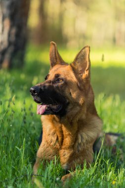 Çim döşeme saf Alman çoban köpeği