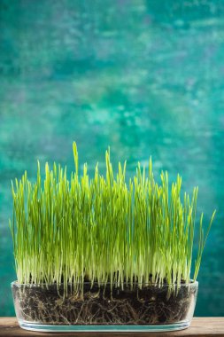 Tencerede, Merhaba bahar kavramı büyüyen bahar çimen