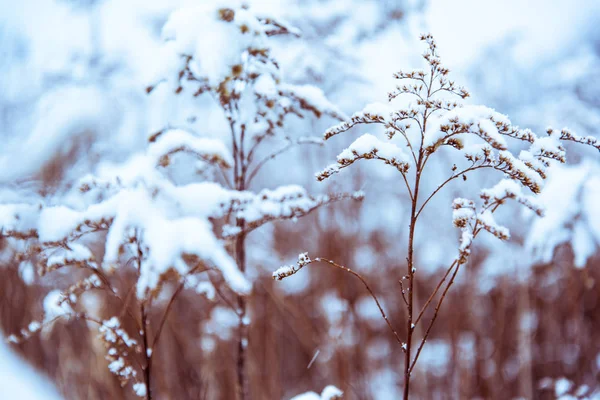 Gefilterter und getönter Winterhintergrund — Stockfoto
