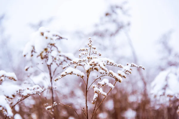 Winterschneepflanze Mit Bokeh Und Kopierraum — Stockfoto
