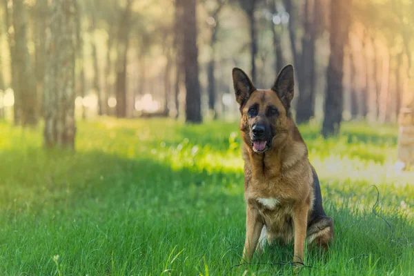 Pastor alemán perro sentado en el bosque — Foto de Stock