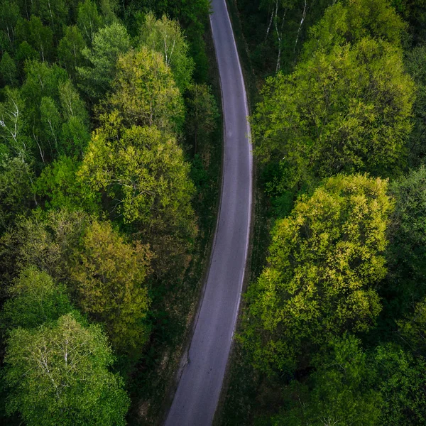 Einspurige Straße durch wilden Wald — Stockfoto