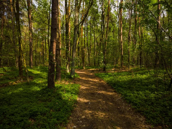 Orman içinde yama üzerinde yükseltilmiş görünümü