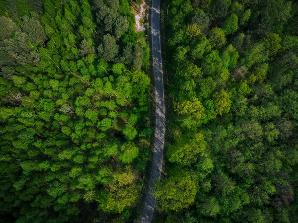 Leere Straße durch Frühling Kiefernwald, Antenne — Stockfoto