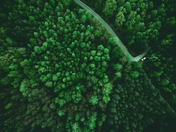 Άγριο δάσος και wonderlust αυτοκίνητο στο δρόμο, εναέρια από πάνω — Φωτογραφία Αρχείου