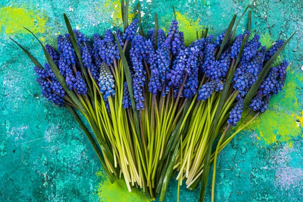 Bunch of fresh cut hyacinth flowers on colorful background