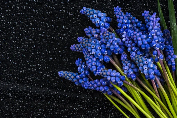 Hyacinth blommor, närbild, gränsen bakgrunden — Stockfoto