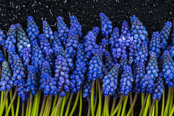 Квіти гіацинту макро, на темному тлі — стокове фото