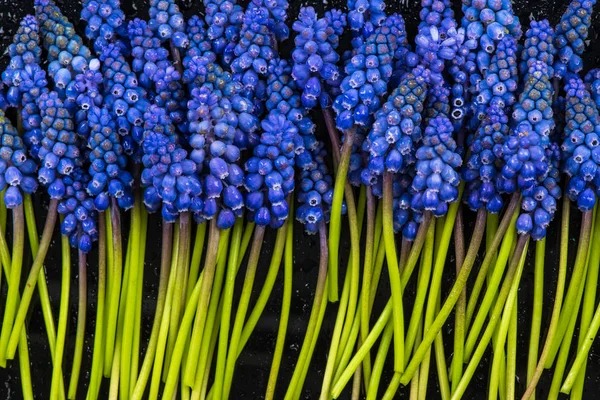 Квіти гіацинту макро, на темному тлі — стокове фото