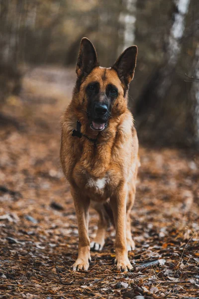 Retrato del perro pastor alemán en Autumnal Park. Bokeh borrosa Bac — Foto de Stock