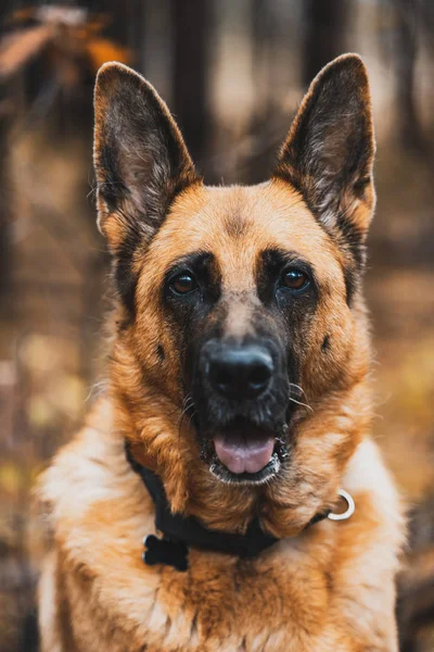 German Shepherd Dog Portrait in Autumnal Park. Bokeh Blurred Bac — Stock Photo, Image