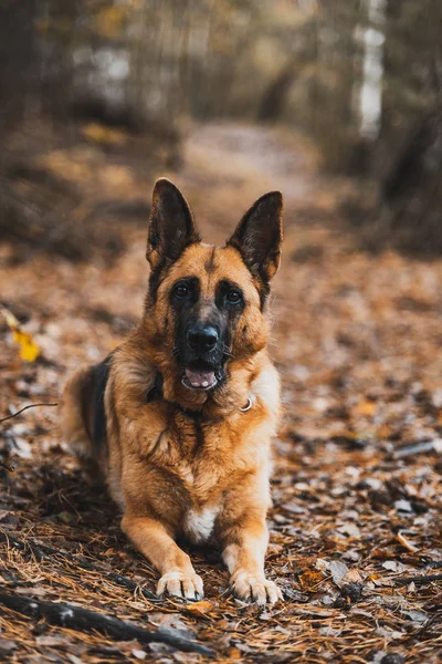 Retrato del perro pastor alemán en Autumnal Park. Bokeh borrosa Bac — Foto de Stock