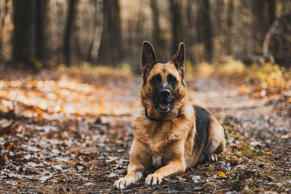 Retrato de cão pastor alemão em Autumnal Park. Bokeh Bac desfocado — Fotografia de Stock