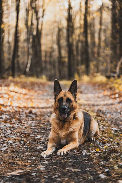 Retrato del perro pastor alemán en Autumnal Park. Bokeh borrosa Bac — Foto de Stock