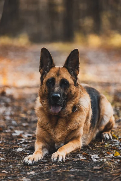 Ritratto di cane pastore tedesco nel parco autunnale. Bokeh Blurred Bac — Foto Stock