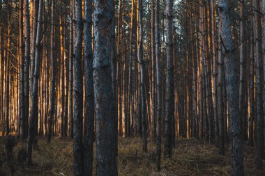 Çam Ağacı Ormanı Huysuz Görüntüsü. Vintage Efekti