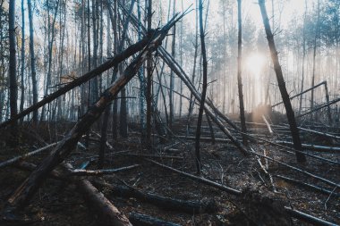 Sulight Rays ve Mist 'li kasvetli Karanlık Orman. Bozulmuş Vintag