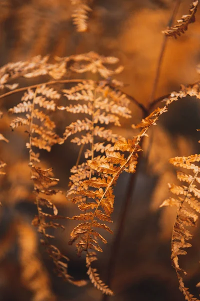 Orangefarbenes Herbstblatt im stimmungsvollen Wald. Bokeh und Vintage gefiltert — Stockfoto