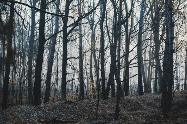 Promienie słoneczne w Moody Dark Woodland jesienią — Zdjęcie stockowe