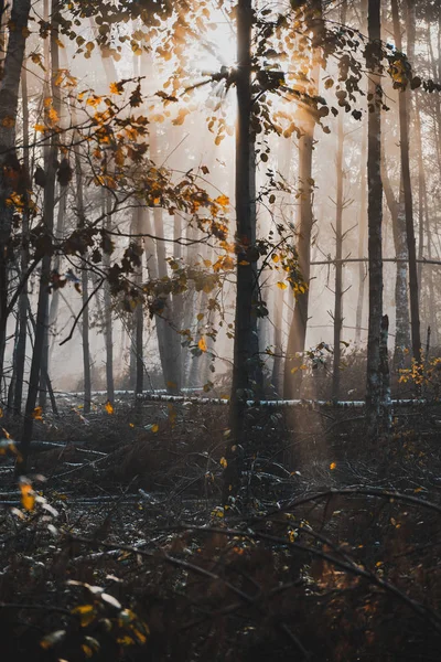 Moody Dark Forest z promieni słonecznych i mgły. Zdesperowany Vintag — Zdjęcie stockowe